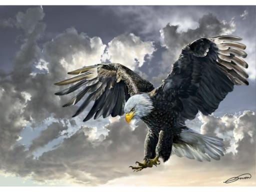 Bald Eagle (500pc puzzle)